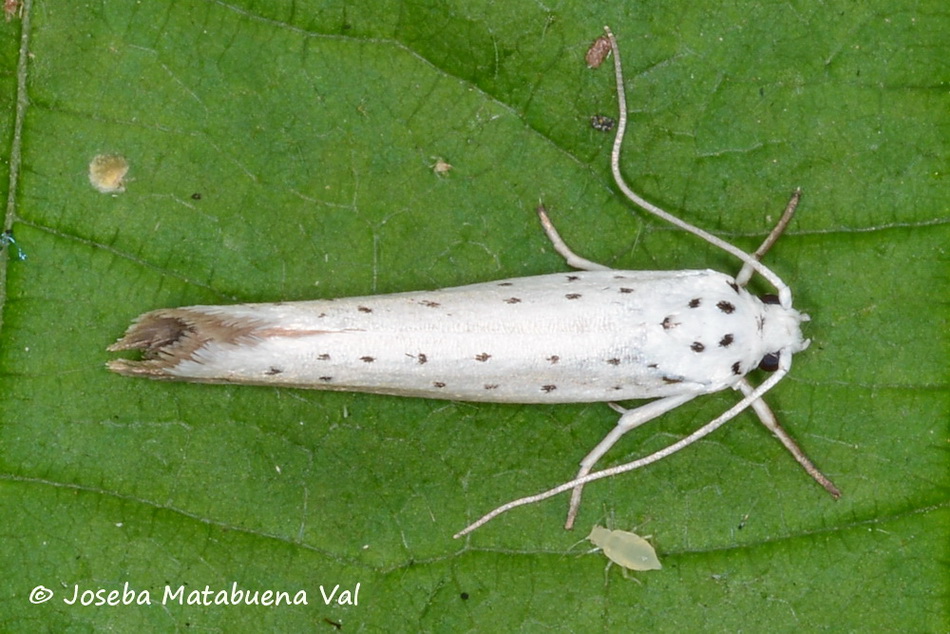 Yponomeuta rorrella - Yponomeutidae